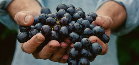 Bodegas-Vizar-el-arte-de-hacer-vino