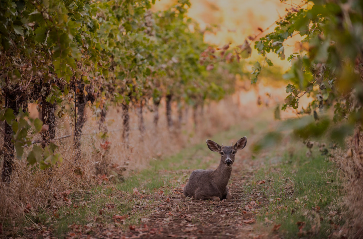 Bodegas-Vizar-esencia-Vizar