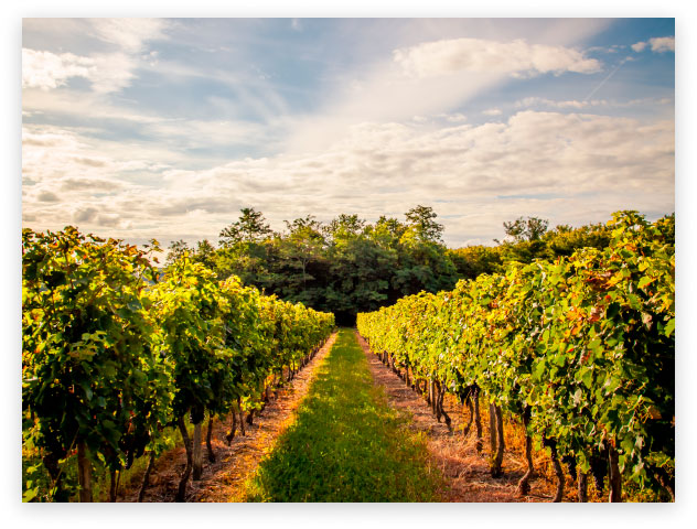 Bodegas-Vizar-home1