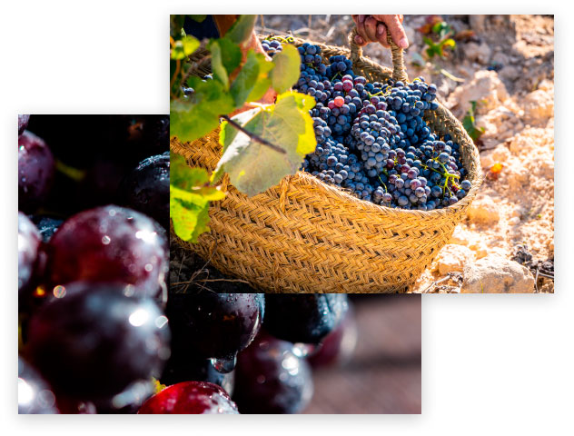 Bodegas-Vizar-home3